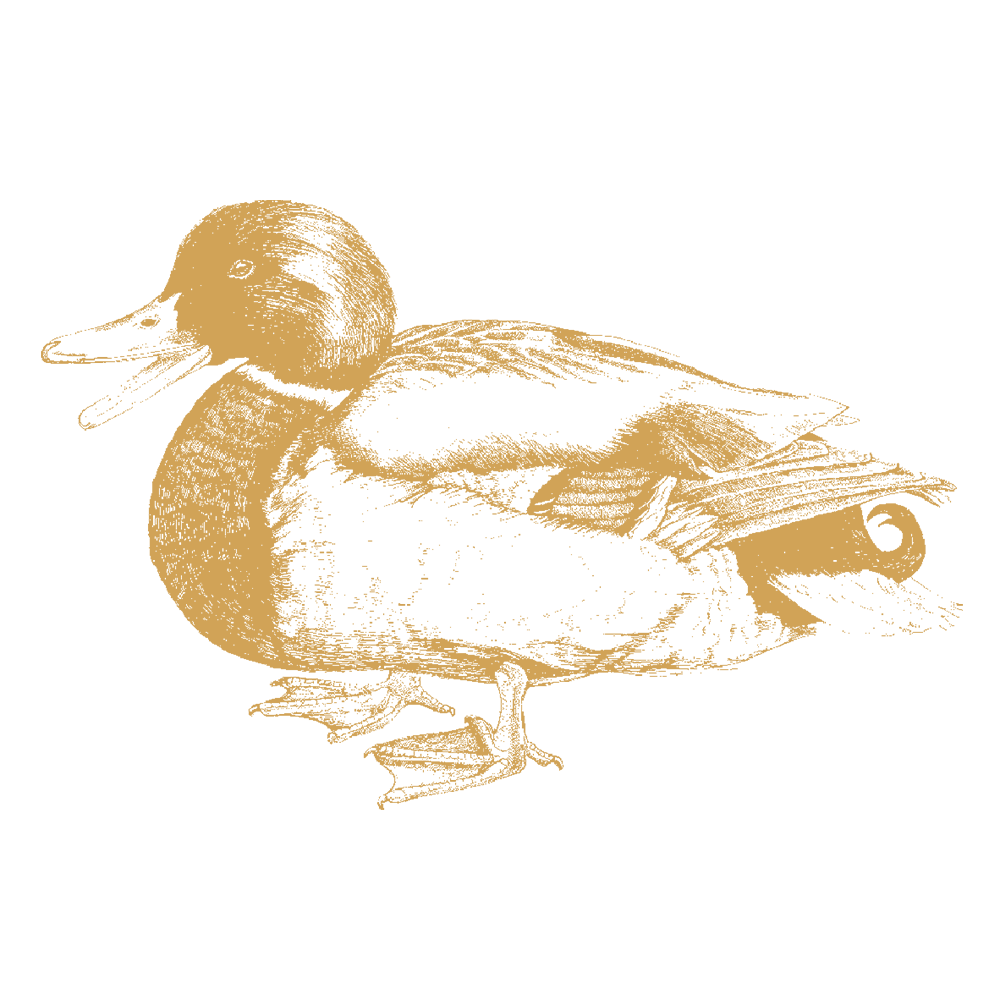 Duck