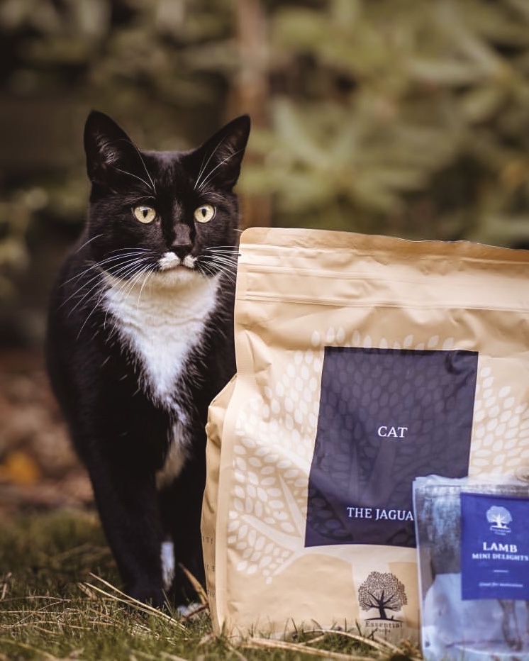 Our Take On A World Class Treat For Cats
