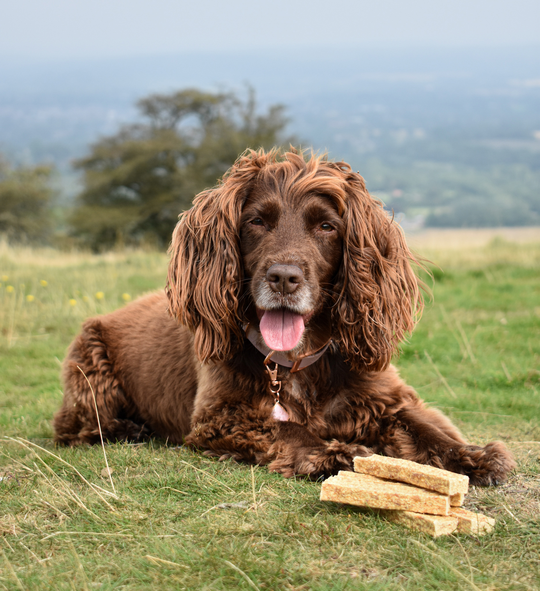A dog with treats