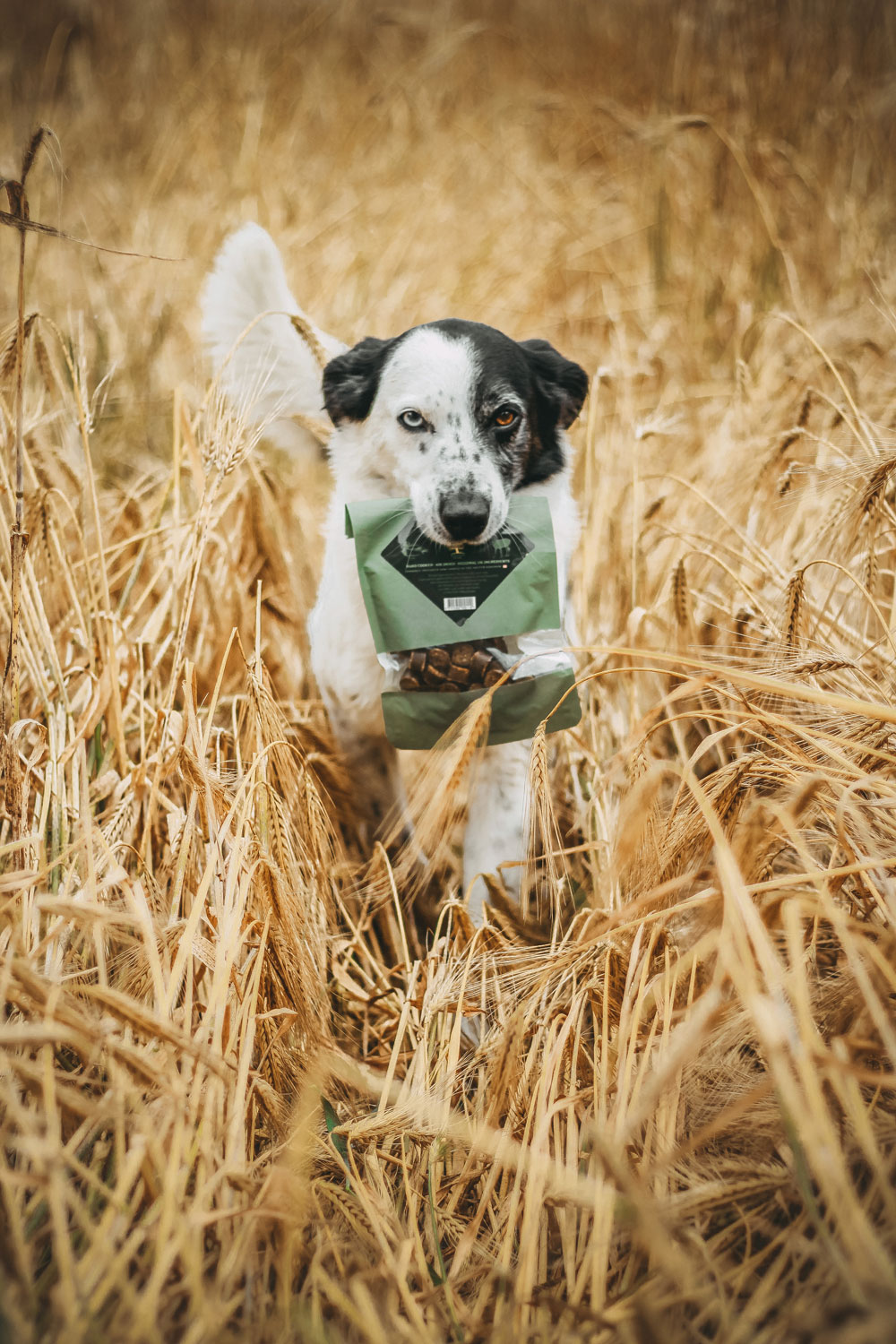 A dog with treats in a bag