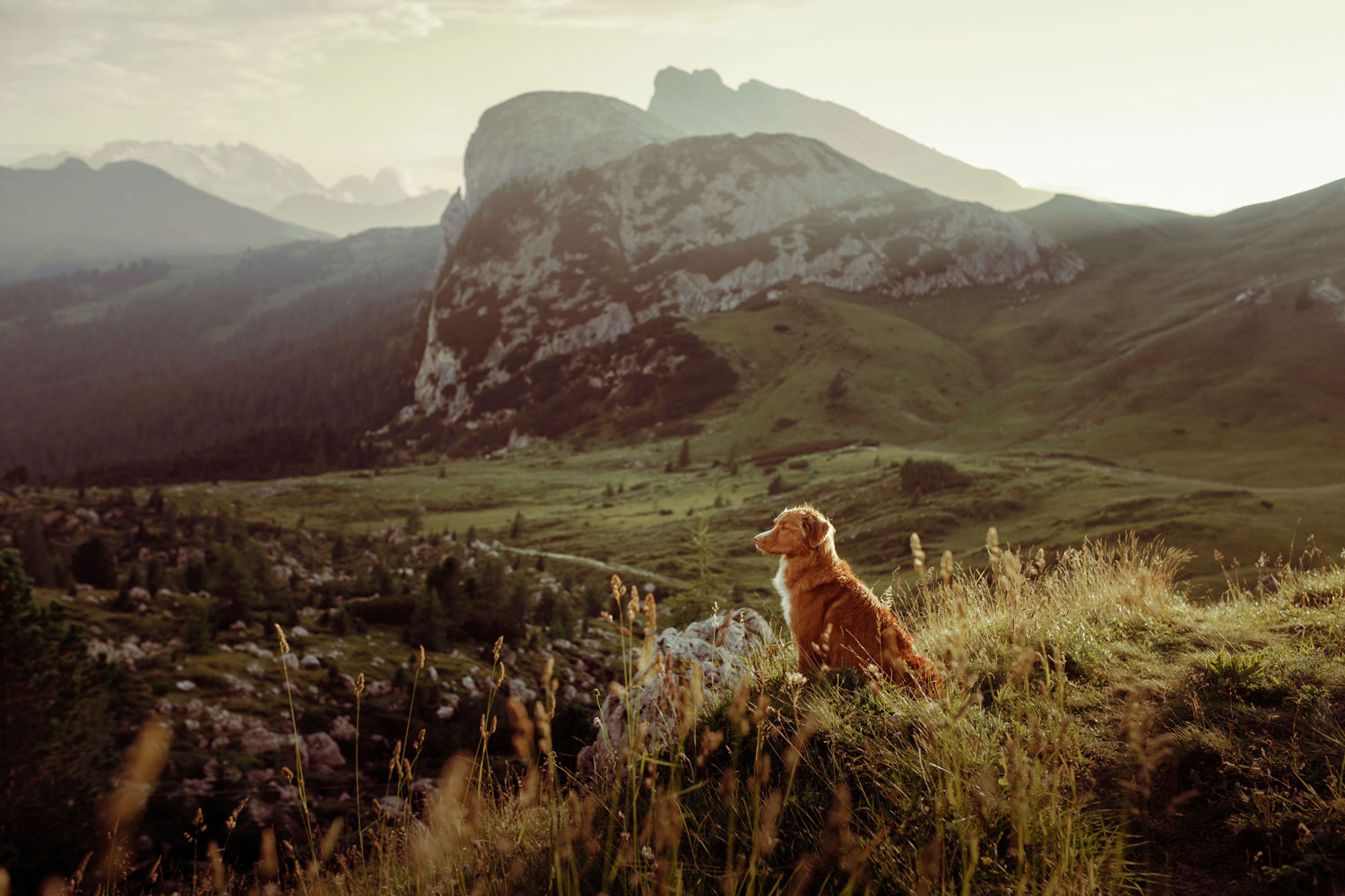 Lone dog on a field in the highlands